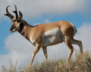 Pronghorn Photos