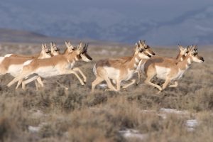 Pronghorn Running