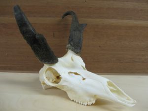 Pronghorn Skull