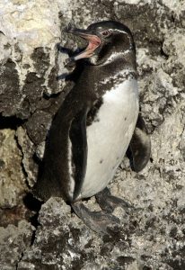 Baby Galapagos Penguin