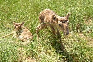 Baby Saiga Antelope