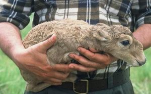 Baby Saiga Antelope Pictures