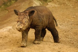 Baby Sumatran Rhino