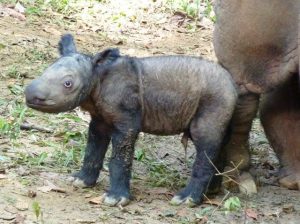 Baby Sumatran Rhinoceros