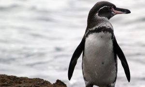 Galapagos Penguin