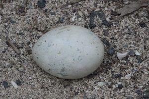 Galapagos Penguin Egg