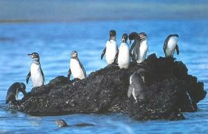 Galapagos Penguin Habitat