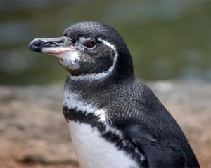 Galapagos Penguin Images