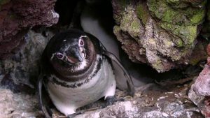 Galapagos Penguin Nest