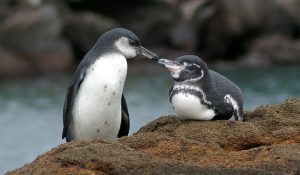 Galapagos Penguin Photos