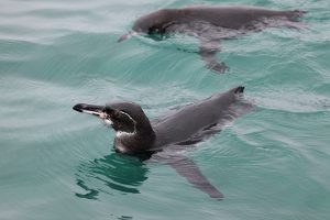 Galapagos Penguin Swimming