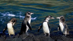 Galapagos Penguins