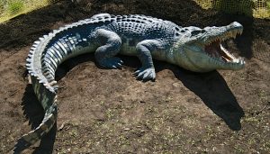 Pictures of Saltwater Crocodile