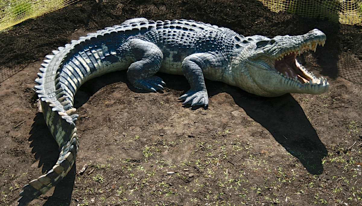 Pictures-of-Saltwater-Crocodile.jpg