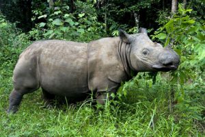 Pictures of Sumatran Rhinoceros