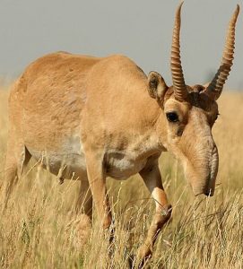 Saiga Antelope