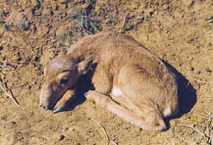 Saiga Antelope Baby