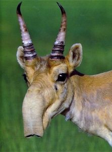 Saiga Antelope Face