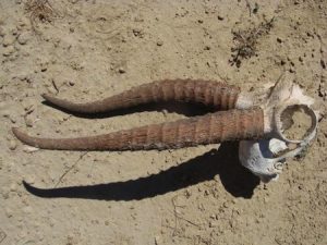 Saiga Antelope Horns