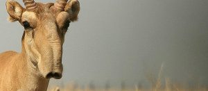 Saiga Antelope Nose