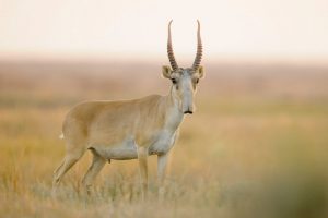Saiga Antelope Photos