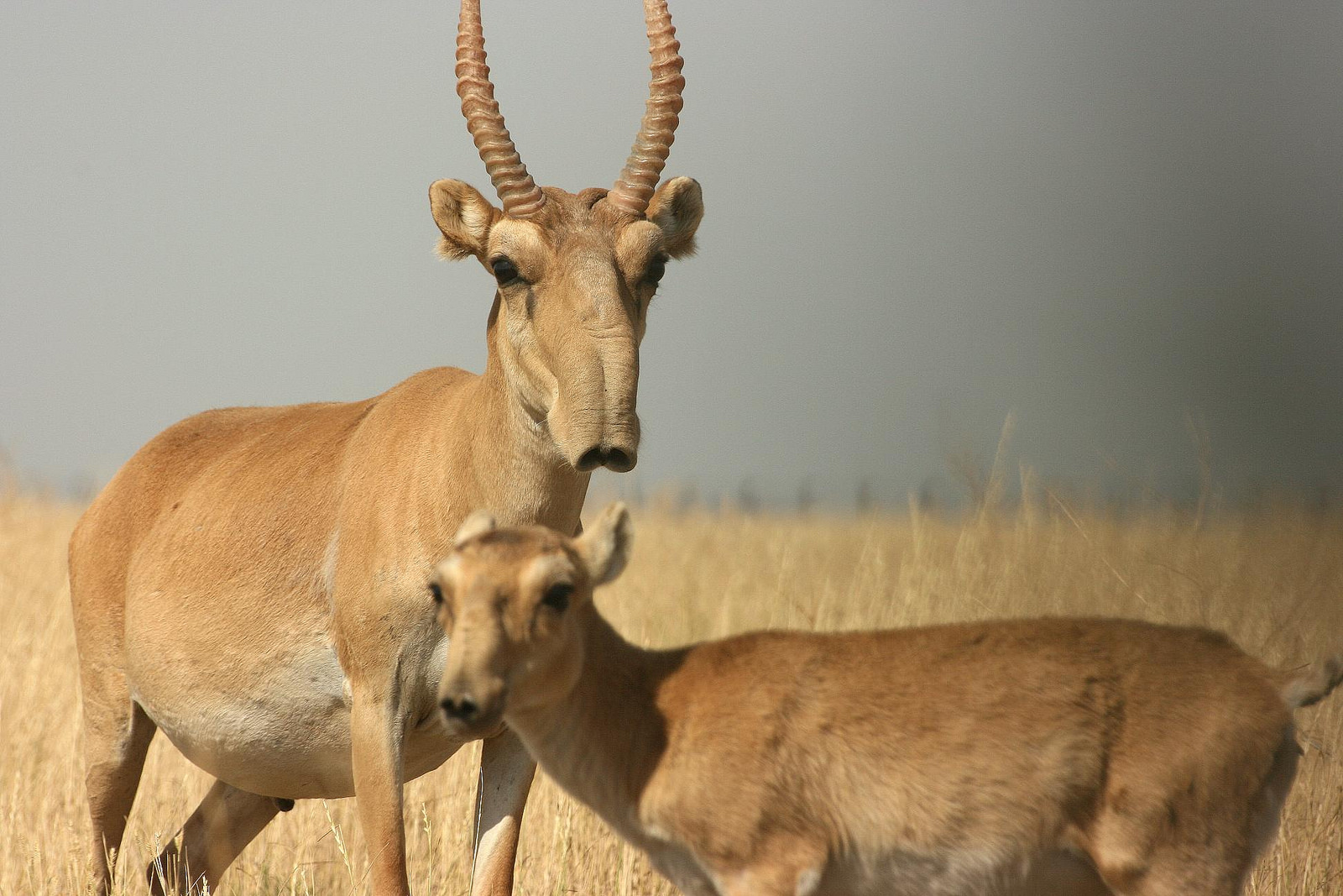 Saiga Antelope Facts Habitat Extinction Life Cycle Pictures