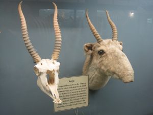 Saiga Antelope Skull