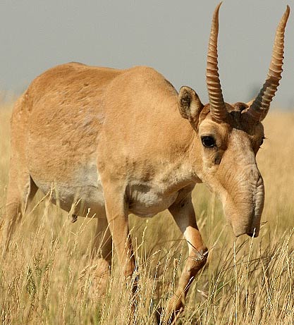 Saiga Antelope Facts, Habitat, Extinction, Life Cycle, Baby, Pictures
