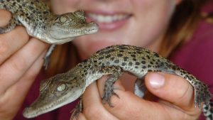 Saltwater Crocodile Babies