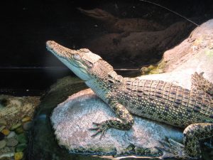 Saltwater Crocodile Baby