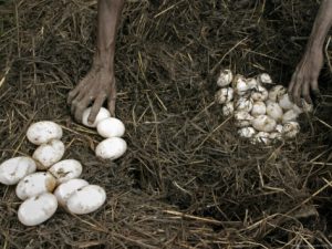 Saltwater Crocodile Eggs