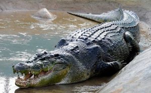 Saltwater Crocodile Images