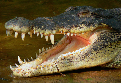 Saltwater Crocodile Facts, Habitat, Bite, Diet, Life Cycle, Pictures