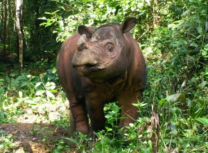 Sumatran Rhino