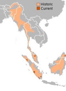 Sumatran Rhino Habitat
