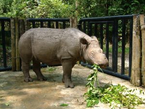 Sumatran Rhino Images