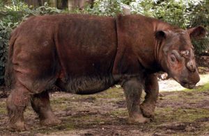 Sumatran Rhino Pictures