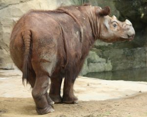 Sumatran Rhinoceros