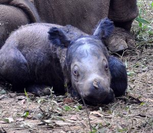 Sumatran Rhinoceros Baby