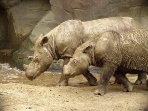 Sumatran Rhinoceros Images