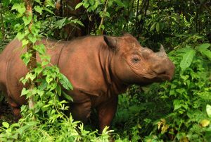 Sumatran Rhinoceros Pictures