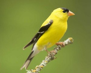 American Goldfinch