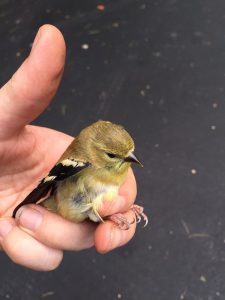 American Goldfinch Baby