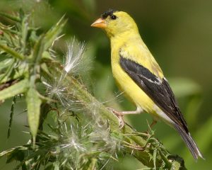 American Goldfinch Bird