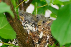 American Goldfinch Chicks