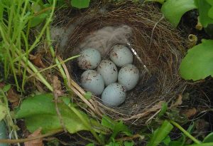 American Goldfinch Eggs