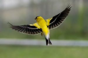 American Goldfinch Flying