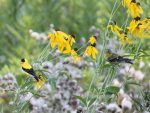 American Goldfinch Facts, Habitat, Diet, Life Cycle, Pictures