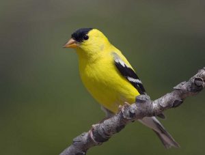 American Goldfinch Images