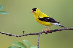 American Goldfinch Pictures